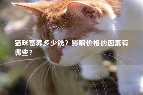 猫咪寄养多少钱？影响价格的因素有哪些？