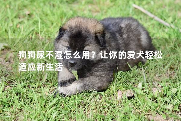狗狗尿不湿怎么用？让你的爱犬轻松适应新生活