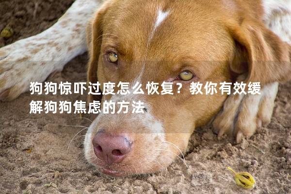 狗狗惊吓过度怎么恢复？教你有效缓解狗狗焦虑的方法