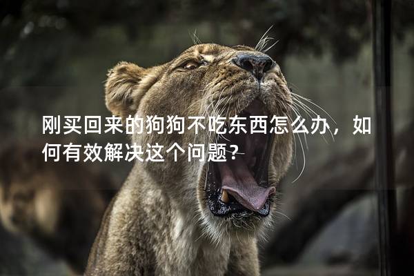刚买回来的狗狗不吃东西怎么办，如何有效解决这个问题？