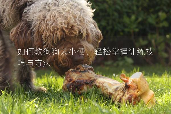 如何教狗狗大小便，轻松掌握训练技巧与方法