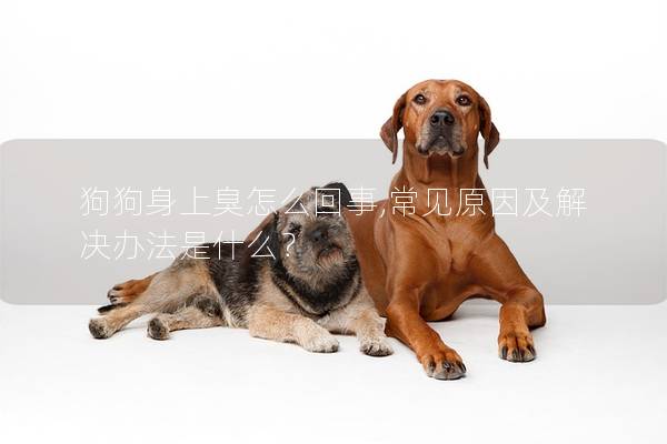 狗狗身上臭怎么回事,常见原因及解决办法是什么？