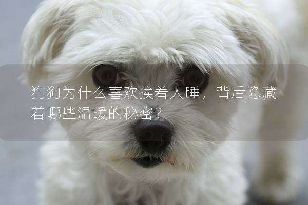 狗狗为什么喜欢挨着人睡，背后隐藏着哪些温暖的秘密？
