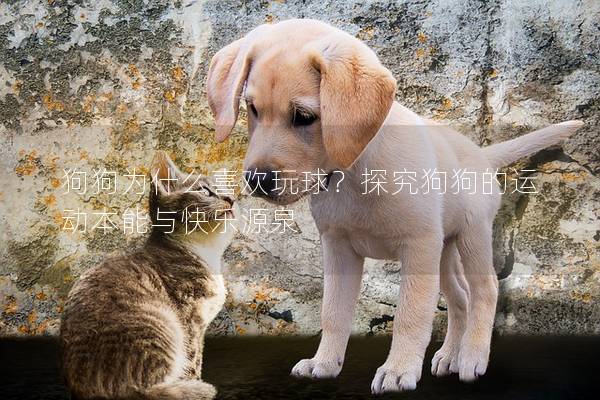 狗狗为什么喜欢玩球？探究狗狗的运动本能与快乐源泉