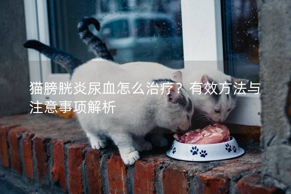 猫膀胱炎尿血怎么治疗？有效方法与注意事项解析