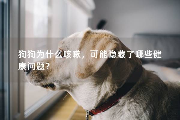 狗狗为什么咳嗽，可能隐藏了哪些健康问题？