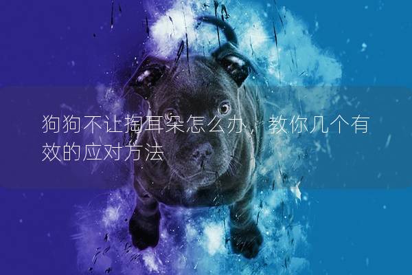 狗狗不让掏耳朵怎么办，教你几个有效的应对方法