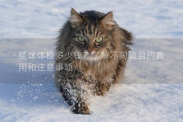 猫咪体检多少钱？了解不同项目的费用和注意事项