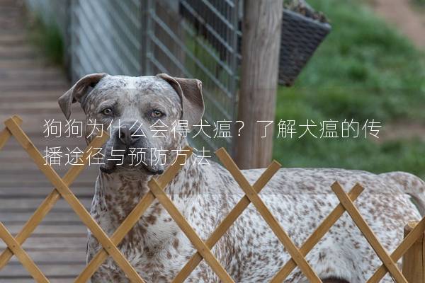 狗狗为什么会得犬瘟？了解犬瘟的传播途径与预防方法