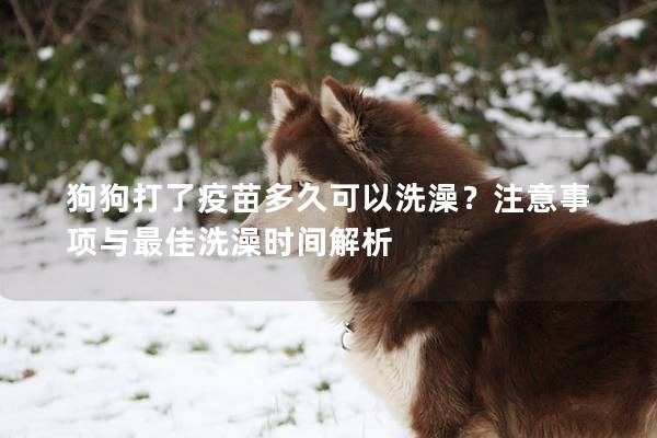 狗狗打了疫苗多久可以洗澡？注意事项与最佳洗澡时间解析