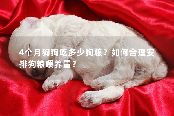 4个月狗狗吃多少狗粮？如何合理安排狗粮喂养量？