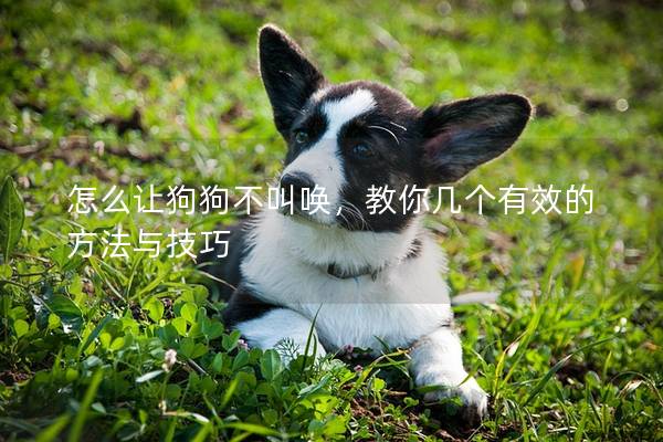 怎么让狗狗不叫唤，教你几个有效的方法与技巧