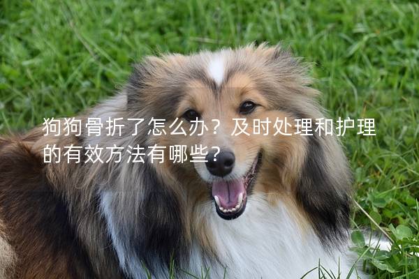 狗狗骨折了怎么办？及时处理和护理的有效方法有哪些？
