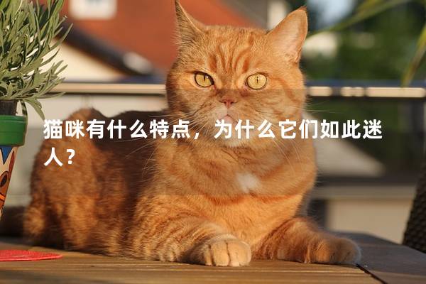 猫咪有什么特点，为什么它们如此迷人？
