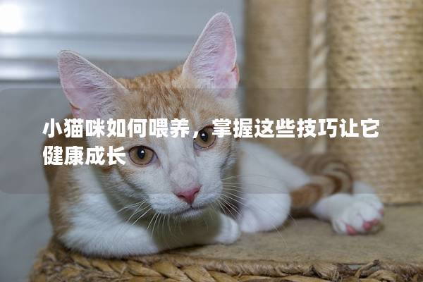 小猫咪如何喂养，掌握这些技巧让它健康成长