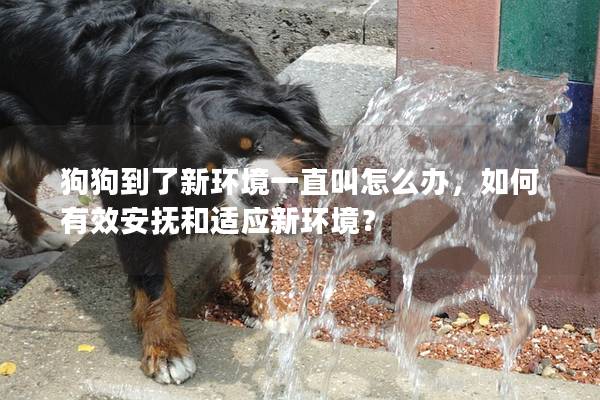 狗狗到了新环境一直叫怎么办，如何有效安抚和适应新环境？