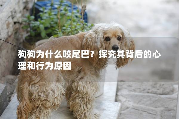 狗狗为什么咬尾巴？探究其背后的心理和行为原因