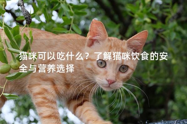 猫咪可以吃什么？了解猫咪饮食的安全与营养选择