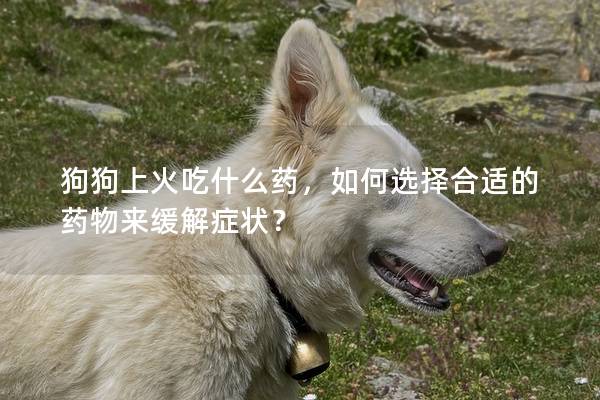 狗狗上火吃什么药，如何选择合适的药物来缓解症状？