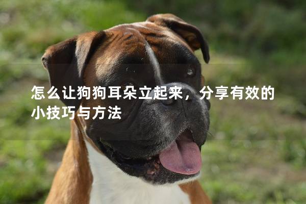 怎么让狗狗耳朵立起来，分享有效的小技巧与方法