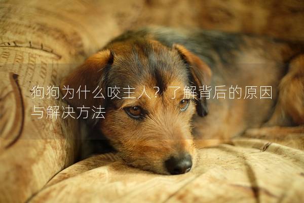 狗狗为什么咬主人？了解背后的原因与解决方法