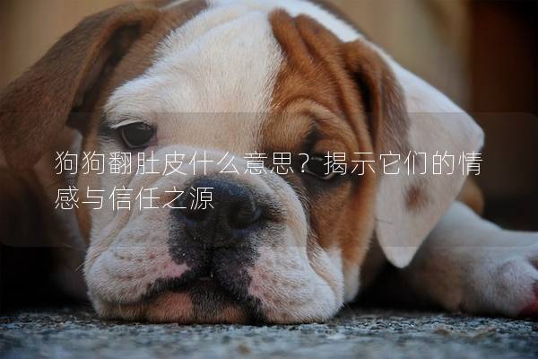 狗狗翻肚皮什么意思？揭示它们的情感与信任之源