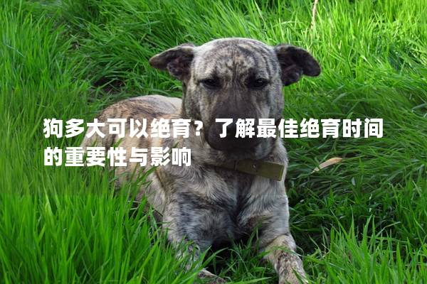 狗多大可以绝育？了解最佳绝育时间的重要性与影响