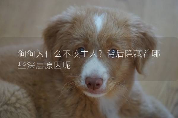 狗狗为什么不咬主人？背后隐藏着哪些深层原因呢
