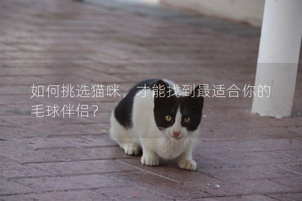 如何挑选猫咪，才能找到最适合你的毛球伴侣？