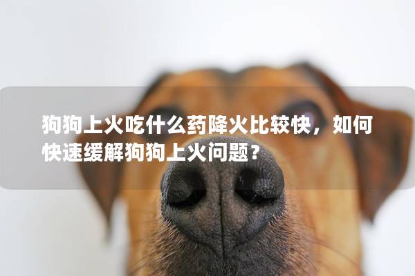 狗狗上火吃什么药降火比较快，如何快速缓解狗狗上火问题？