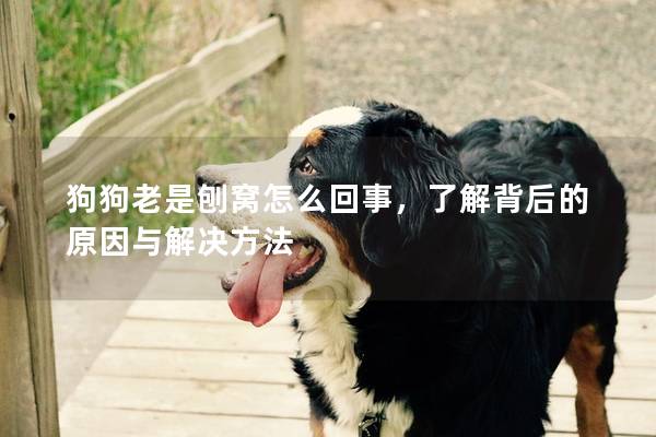 狗狗老是刨窝怎么回事，了解背后的原因与解决方法