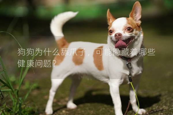 狗狗为什么舔爪子，可能隐藏着哪些健康问题？