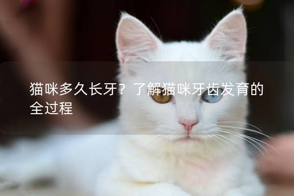 猫咪多久长牙？了解猫咪牙齿发育的全过程