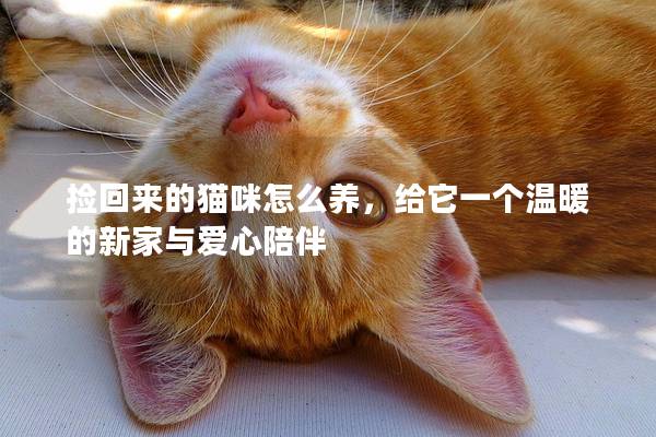 捡回来的猫咪怎么养，给它一个温暖的新家与爱心陪伴