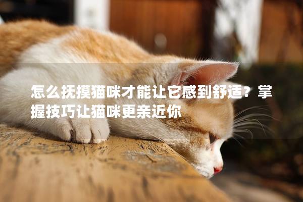 怎么抚摸猫咪才能让它感到舒适？掌握技巧让猫咪更亲近你
