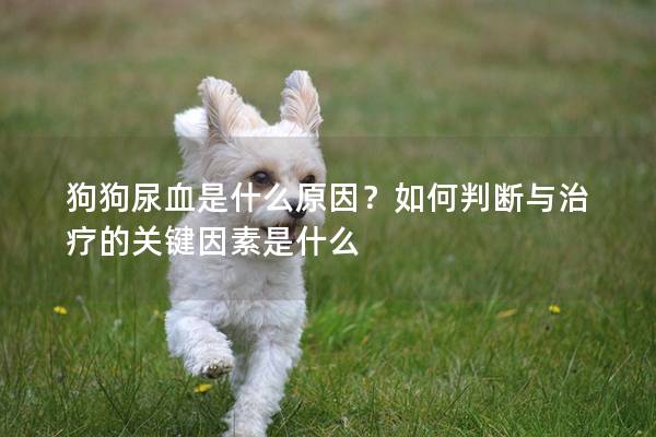 狗狗尿血是什么原因？如何判断与治疗的关键因素是什么