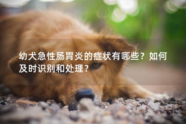 幼犬急性肠胃炎的症状有哪些？如何及时识别和处理？