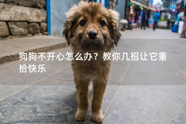 狗狗不开心怎么办？教你几招让它重拾快乐