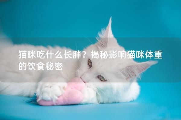 猫咪吃什么长胖？揭秘影响猫咪体重的饮食秘密