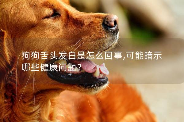 狗狗舌头发白是怎么回事,可能暗示哪些健康问题？
