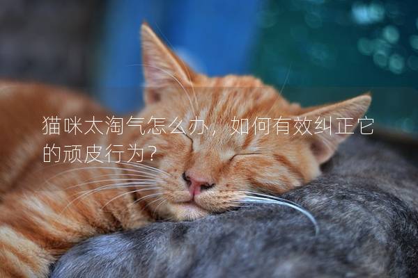 猫咪太淘气怎么办，如何有效纠正它的顽皮行为？
