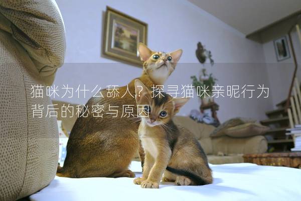 猫咪为什么舔人？探寻猫咪亲昵行为背后的秘密与原因