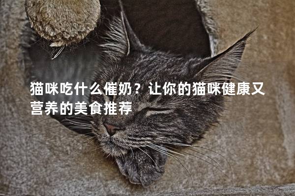 猫咪吃什么催奶？让你的猫咪健康又营养的美食推荐