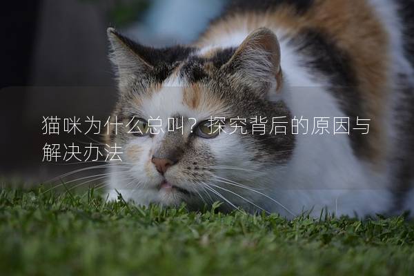 猫咪为什么总叫？探究背后的原因与解决办法