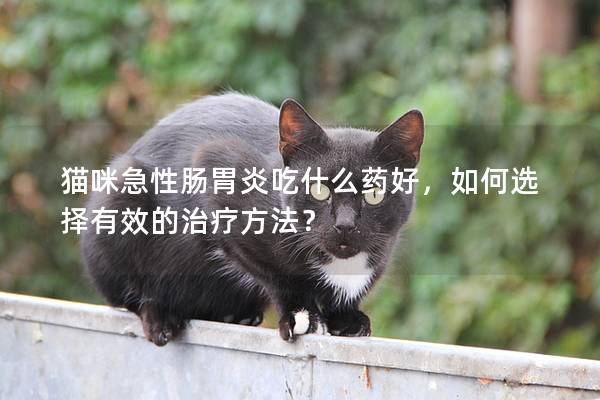 猫咪急性肠胃炎吃什么药好，如何选择有效的治疗方法？