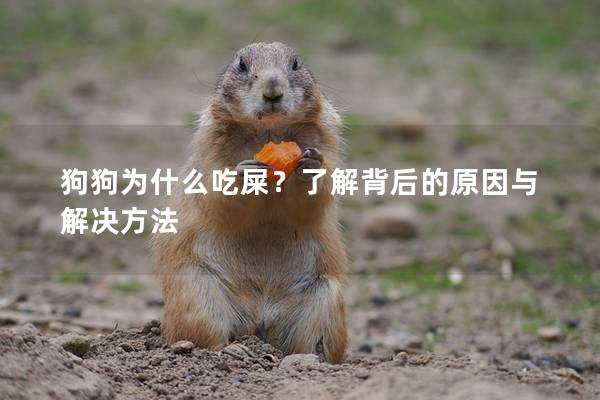 狗狗为什么吃屎？了解背后的原因与解决方法