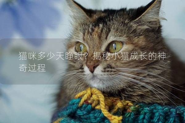 猫咪多少天睁眼？揭秘小猫成长的神奇过程