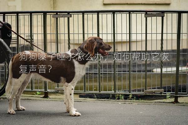 狗狗嗓子哑了怎么办，如何帮助它恢复声音？
