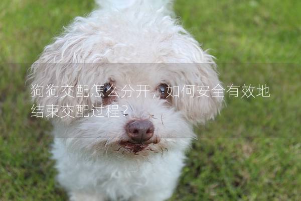 狗狗交配怎么分开，如何安全有效地结束交配过程？