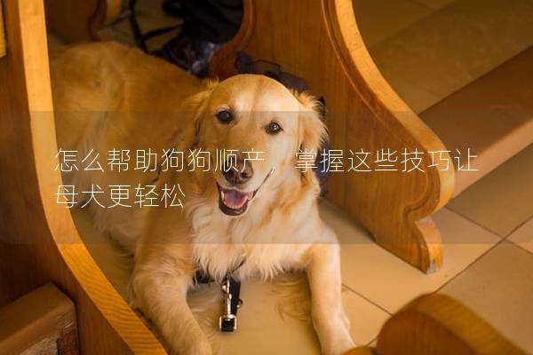 怎么帮助狗狗顺产，掌握这些技巧让母犬更轻松
